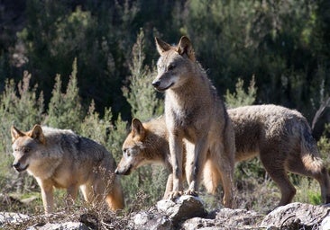 WWF traslada su «preocupación» ante el Defensor del Pueblo por la rebaja de la protección del lobo
